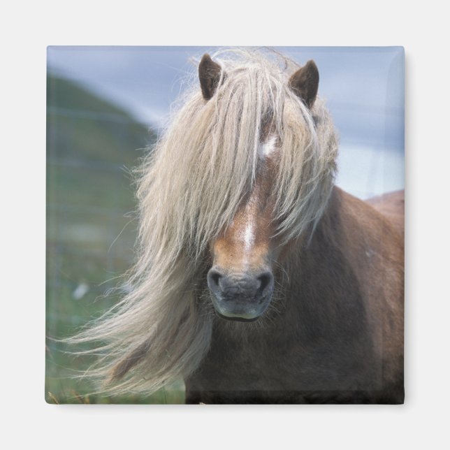 UK, Schottland, Shetland Islands, Shetland Pony Magnet (Vorne)