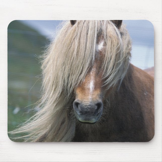 UK, Schottland, Shetland Islands, Shetland Pony Mousepad (Vorne)