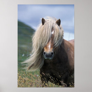 UK, Schottland, Shetland Islands, Shetland Pony Poster
