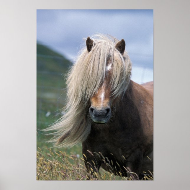 UK, Schottland, Shetland Islands, Shetland Pony Poster (Vorne)