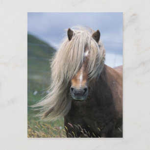 UK, Schottland, Shetland Islands, Shetland Pony Postkarte