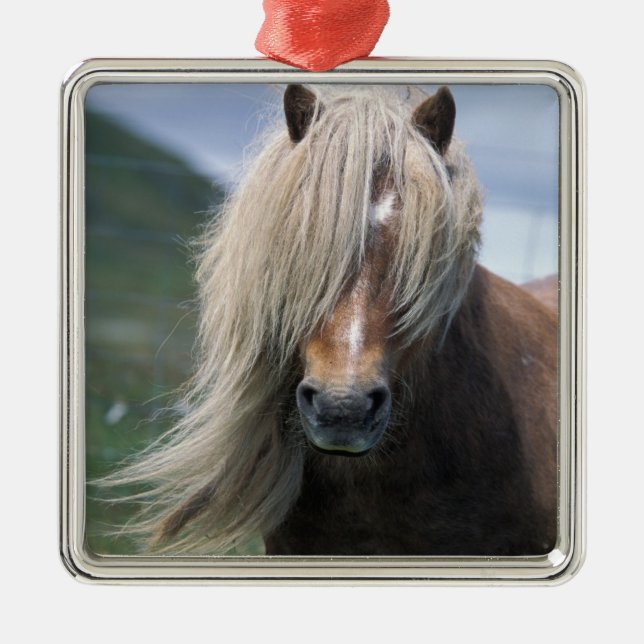 UK, Schottland, Shetland Islands, Shetland Pony Silbernes Ornament (Vorne)