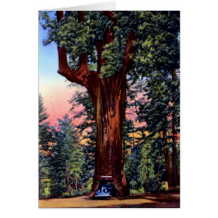 Ukiah Kalifornien Leuchter-Baum-Rotholz-Antrieb