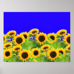 Ukraine Freedom Peace - Ukrainian Flag Sunflowers Poster
