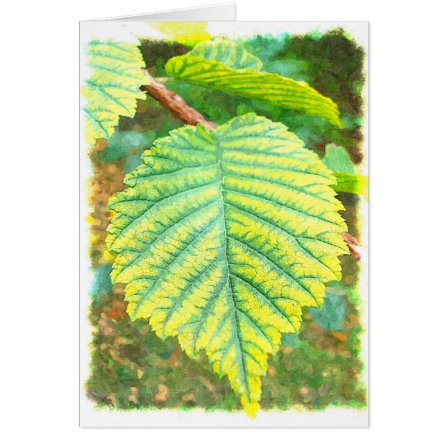 Ulmen-Blatt im Herbst (Vorne)