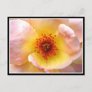 Ultra-Blume Postkarte