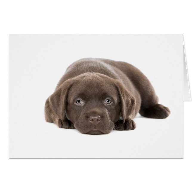 Ultra Niedliche Labrador-Welpe (Vorderseite (Horizontal))