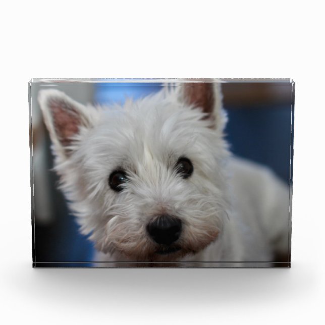Ultra Niedliche Pestie Westie Terrier Fotoblock (Vorderseite)