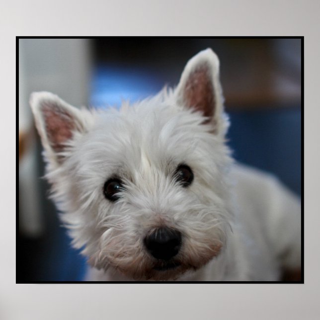 Ultra Niedliche Pestie Westie White Terrier Poster (Vorne)