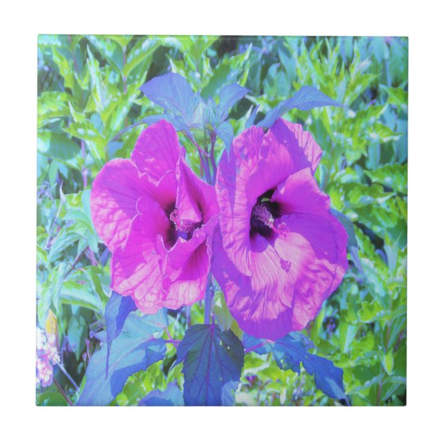 Ultra-Violet Plum Crazy Lila Hibiskus Blume Fliese (Vorderseite)