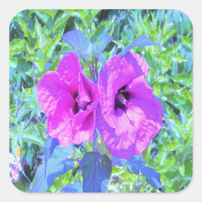 Ultra-Violet Plum Crazy Lila Hibiskus Blume Quadratischer Aufkleber (Vorderseite)