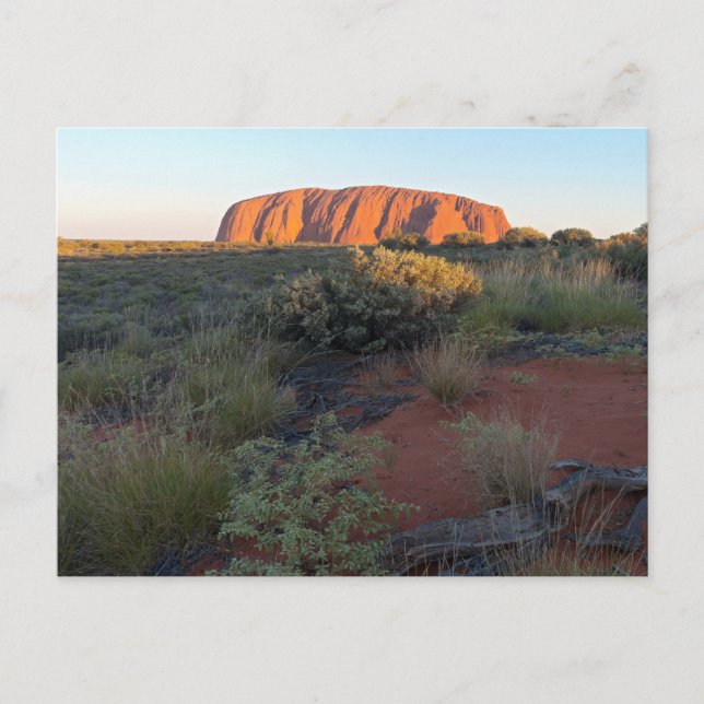 Uluru Sunrise und Wüstenflora Postkarte (Vorderseite)