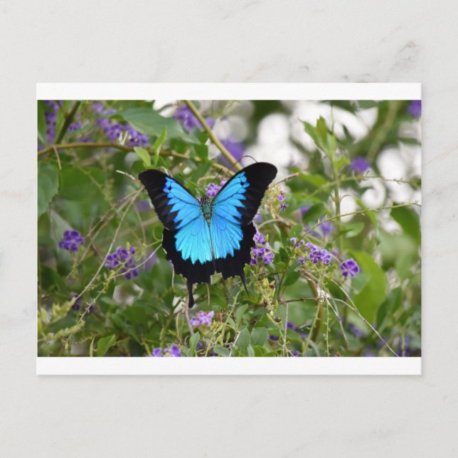 ULYSSES BUTTERFKY LÄNDLICHE QUEENSLAND AUSTRALIEN POSTKARTE (Vorderseite)