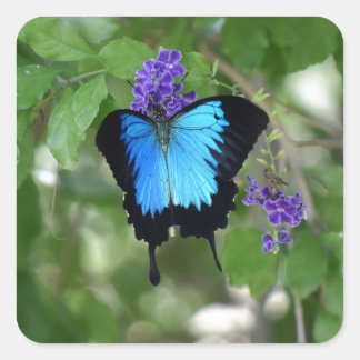 ULYSSES BUTTERFLY LÄNDLICHE QUEENSLAND AUSTRALIEN QUADRATISCHER AUFKLEBER
