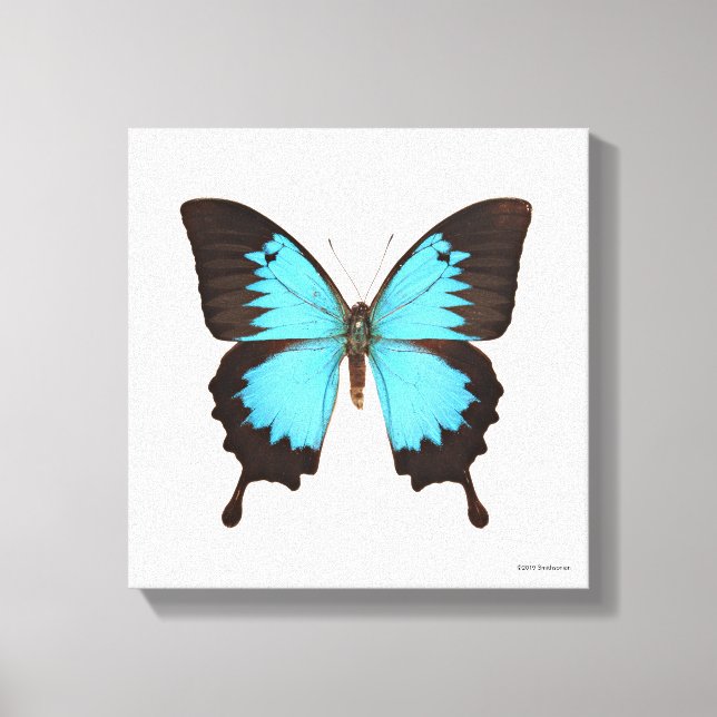 Ulysses Butterfly Leinwanddruck (Vorderseite)