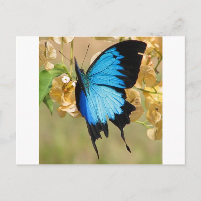 Ulysses Butterfly Postkarte (Vorderseite)