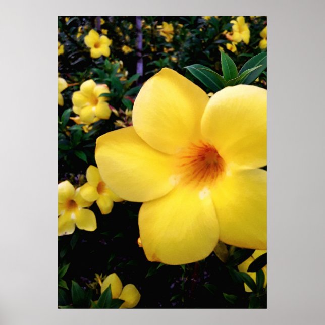 Uma alamanda poster (Vorne)