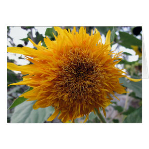 Umarmbare Sonnenblume