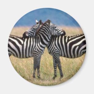 Umarmen des Zebras-Magneten Magnet