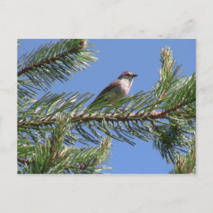 Umatilla National Forest Fauna Birds Aves Tiere Postkarte