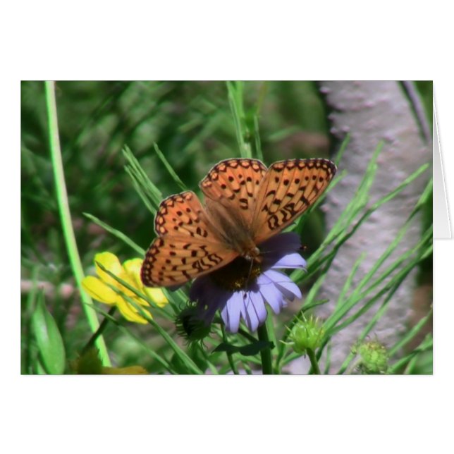 Umatilla Oregon Insekten / Arachnids Bugs Fauna (Vorderseite (Horizontal))