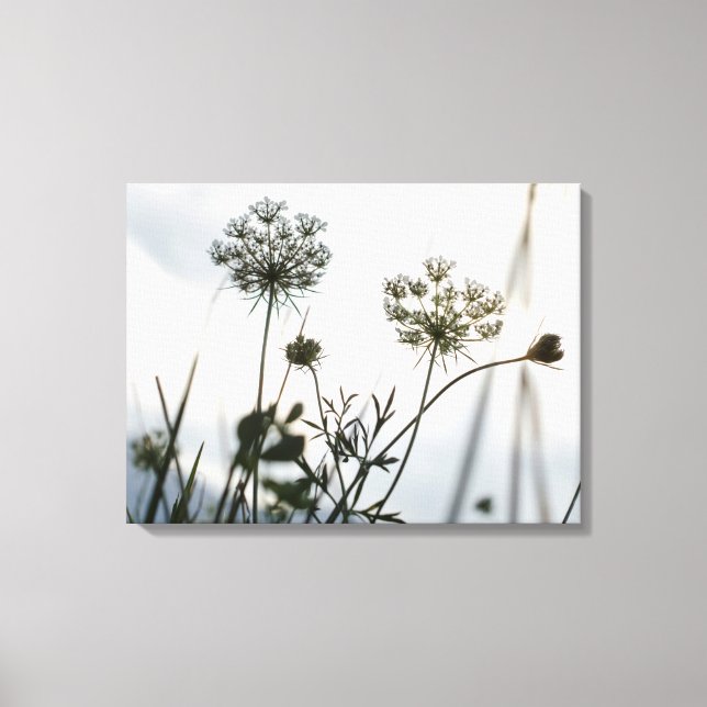 Umbels Blume Kontur - Blumenfotografie Leinwanddruck (Vorderseite)