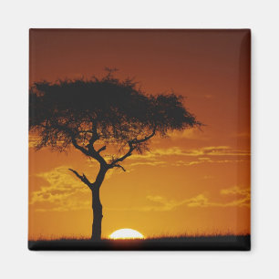 Umbrella Thorn Acacia, Acacia tortilis, Magnet