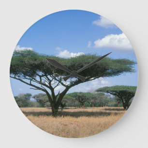 Umbrella Thorn Acacia (Acacia tortilis), Mkuze Große Wanduhr