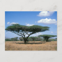 Umbrella Thorn Acacia (Acacia tortilis), Mkuze