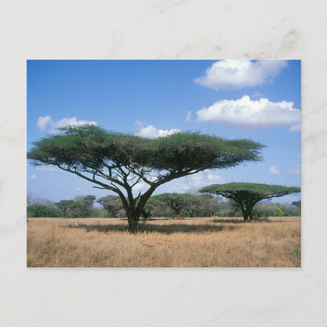 Umbrella Thorn Acacia (Acacia tortilis), Mkuze Postkarte (Vorderseite)