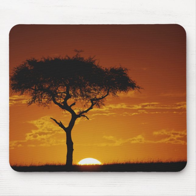 Umbrella Thorn Acacia, Acacia tortilis, Mousepad (Vorne)