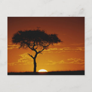 Umbrella Thorn Acacia, Acacia tortilis, Postkarte