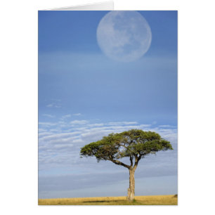 Umbrella Thorn Acacia, Acacia tortilis und