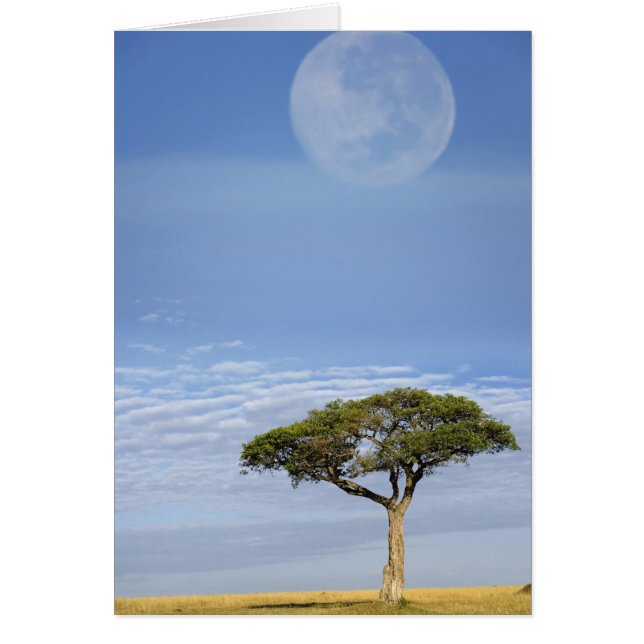 Umbrella Thorn Acacia, Acacia tortilis und (Vorne)