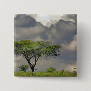 Umbrella Thorn Acacia, Acacia tortilis und 2 Button