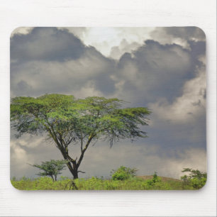 Umbrella Thorn Acacia, Acacia tortilis und 2 Mousepad