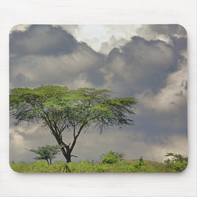 Umbrella Thorn Acacia, Acacia tortilis und 2 Mousepad (Vorne)