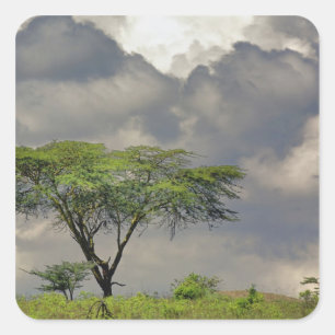 Umbrella Thorn Acacia, Acacia tortilis und 2 Quadratischer Aufkleber