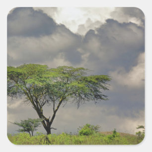 Umbrella Thorn Acacia, Acacia tortilis und 2 Quadratischer Aufkleber