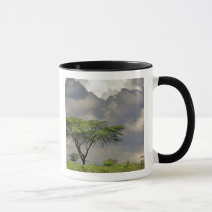 Umbrella Thorn Acacia, Acacia tortilis und 2 Tasse