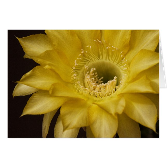 Umgeben von Lemon Pie (Vorderseite (Horizontal))