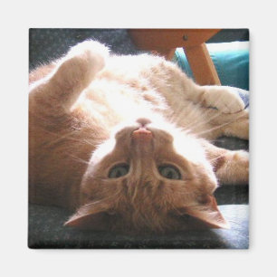 Umgedrehter Katzen-Magnet Magnet