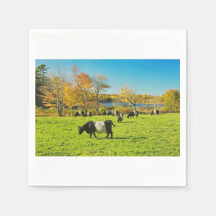Umgeschnallte Galloway-Kühe, die auf Gras im Fall Serviette
