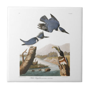 Umgeschnallter Eisvogel Audubon Platten-77 Fliese