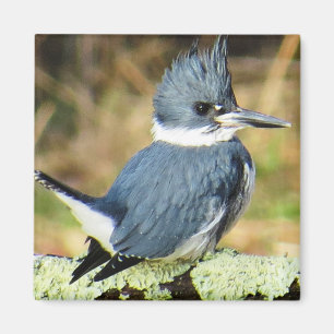 Umgeschnallter Eisvogel-Magnet Magnet