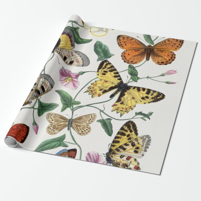 Umhüllungspapier Schmetterling Vintag Illustration Geschenkpapier (Ungerollt)