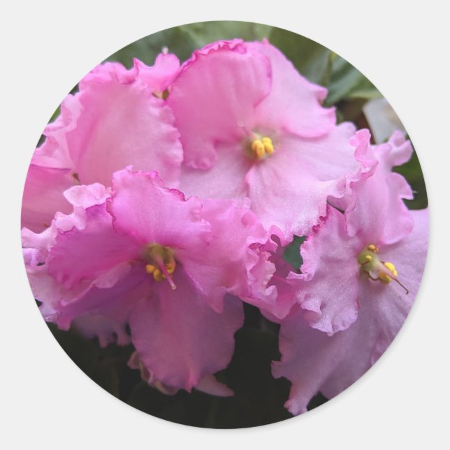 Umschlag Aufkleber mit rosa afrikanischen violette (Vorderseite)