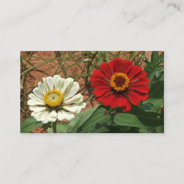 Umschließungskarte Weißes Zinnia und Rotes Zinnia Begleitkarte (Vorderseite)