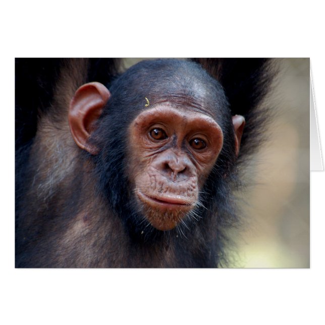 Umschweifen (Vorderseite (Horizontal))