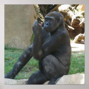 Umsichtige Gorilla Posters Poster
